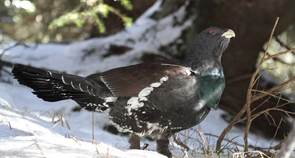 Il gallo cedrone protagonista al Muse