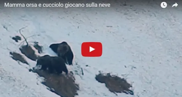 Orsa e orsetto sulla neve - il video Immagini nel Parco Adamello Brenta