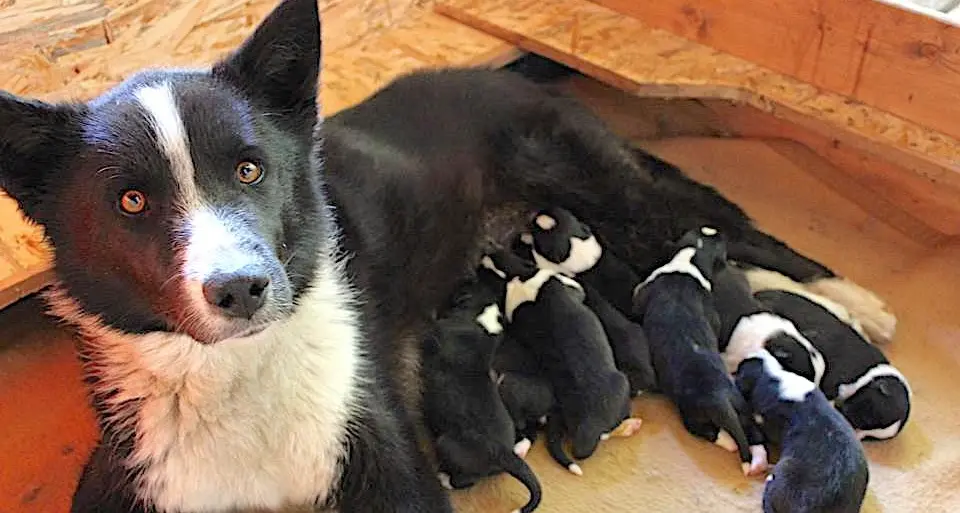 A Fai prima cucciolata \"locale\" di cani da orso razza Karelian