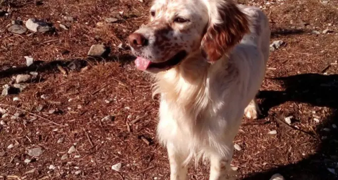 Setter rubata dal giardino di casa L'appello dei proprietari a Strigno