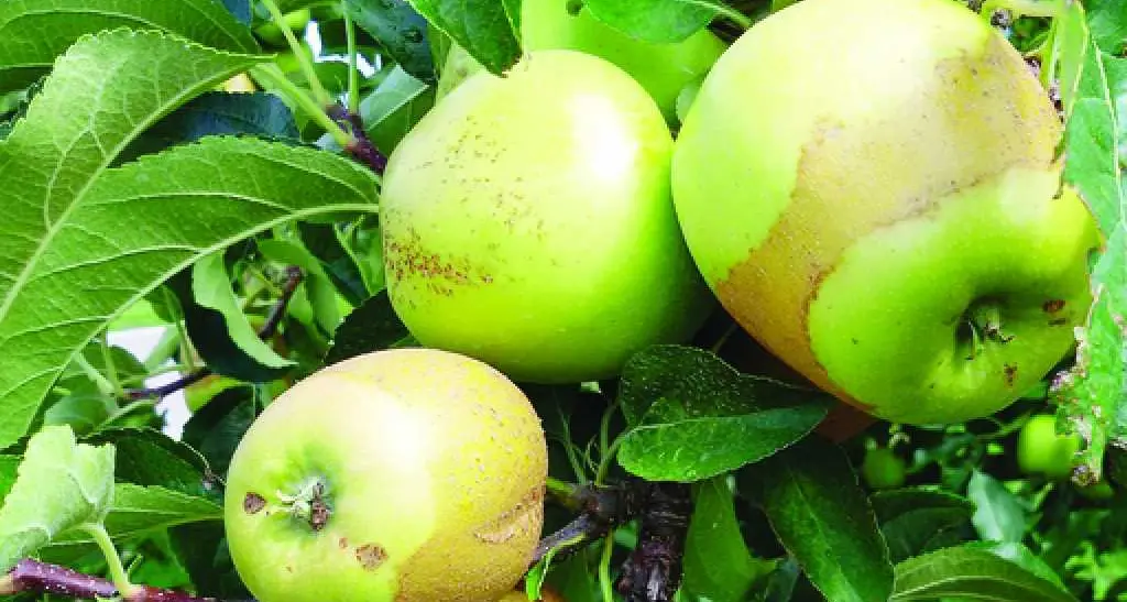 Il 2017 l'anno più duro per la frutticoltura trentina Gelate primaverili e grandine: danni per 130 milioni