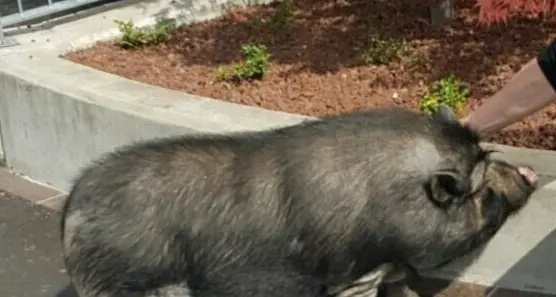 Allarme cinghiale in città Ma era un maiale domestico