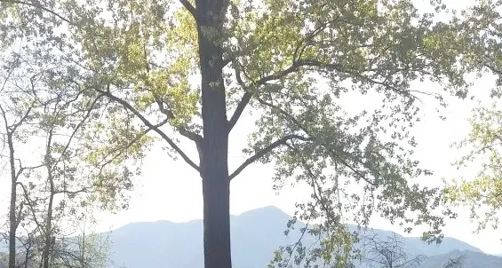 Gli studenti ripuliscono il lungolago di Caldonazzo