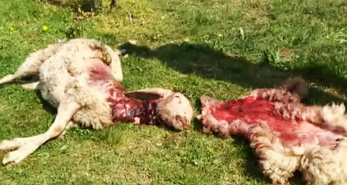 Silandro, 25 pecore morte Ma sono stati cani, non i lupi