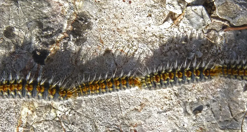 Processionaria al parco Tre Castagni - Il video