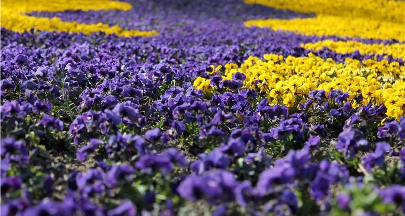 Merano, viole gratis per tutti alla vigilia di Pasqua