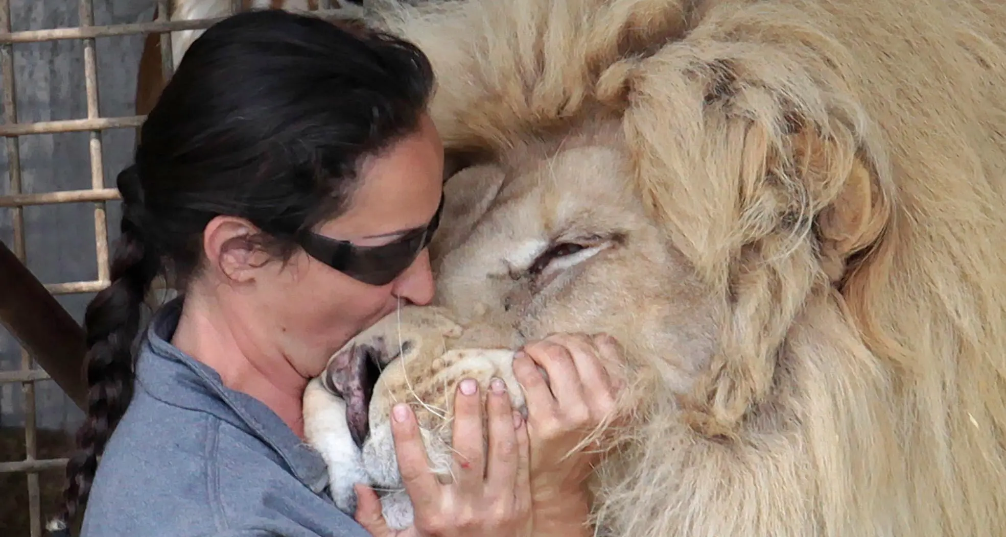 La portavoce del circo agli animalisti «Basta polemiche. Stressate leoni e giraffe»