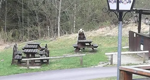 Nardis, l'orso della Val di Genova ripreso dai turisti in mezzo ai tavoli del picnic - VIDEO