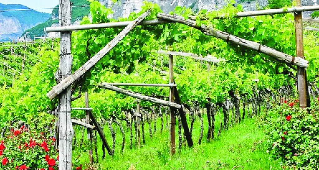 Trento, l'idea biodistretto piace a molti agricoltori
