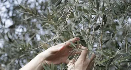 Allarme per la caduta anticipata delle olive