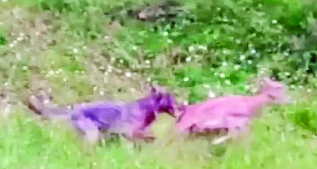 Luserna. lupo vicino alla strada filmato mentre assalta capriolo