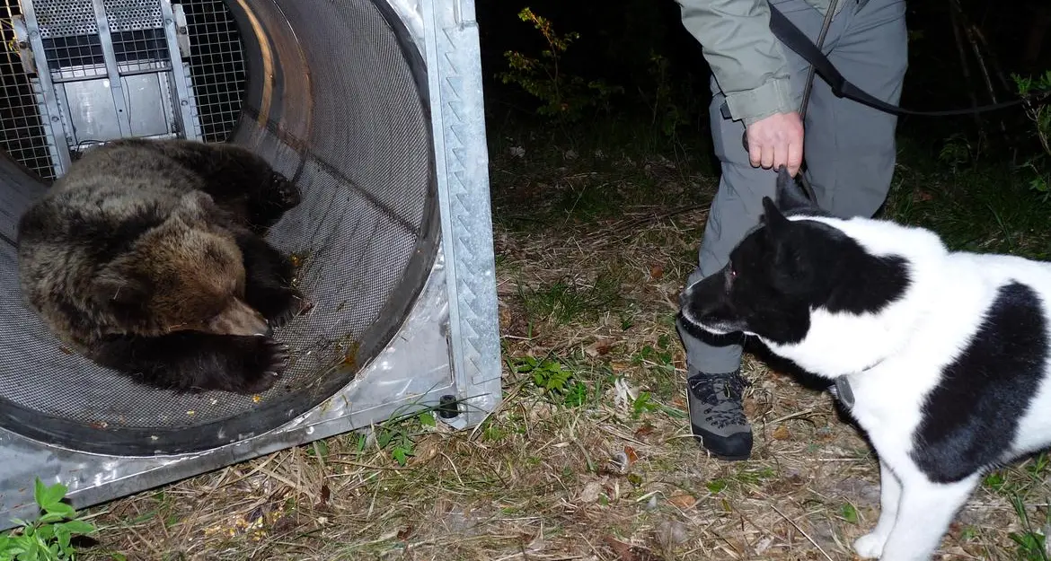 Nuova trappola per l'orso Da rifare gli esami per il dna