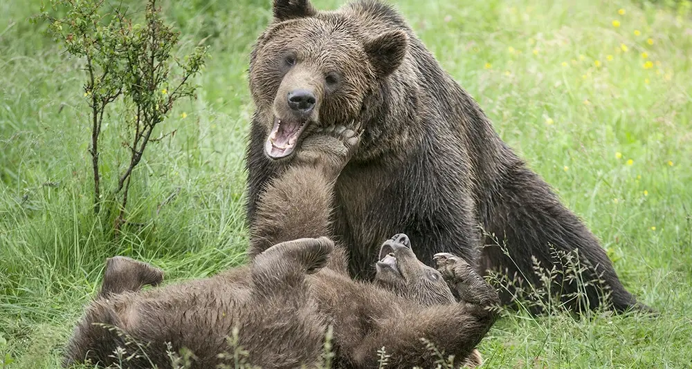 «A qualcuno piace l’orso libero» Sabato conferenza con la Lac