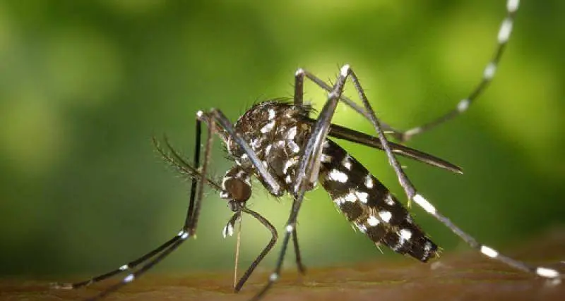 Virus, l'esperta del Muse: \"La zanzara tigre non trasmette il Covid-19\"