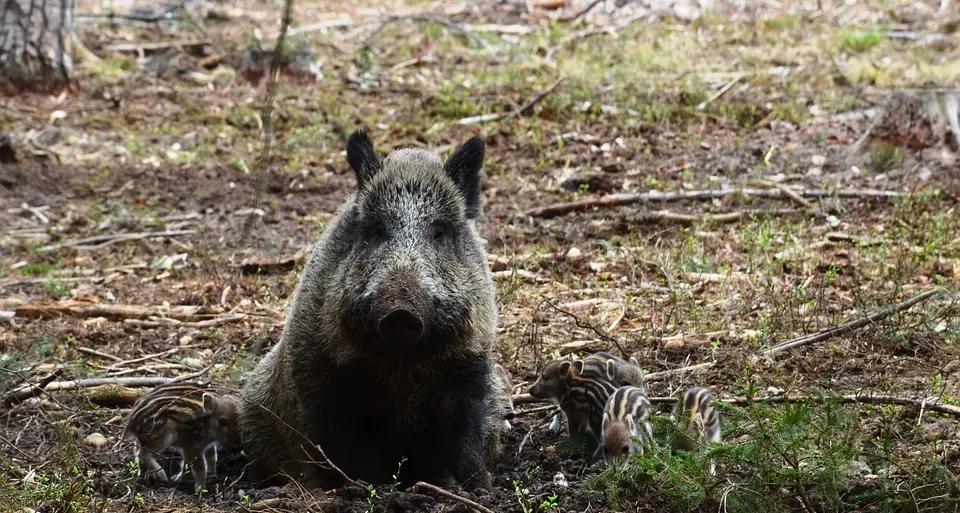 Levico Terme, ora scatta la caccia grossa ai cinghiali