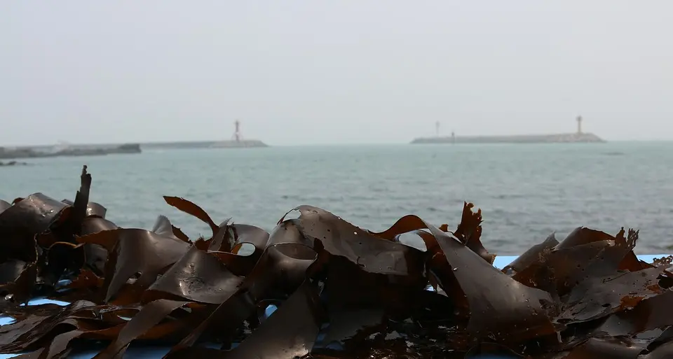 Il caldo eccezionale minaccia anche l'ecosistema marino