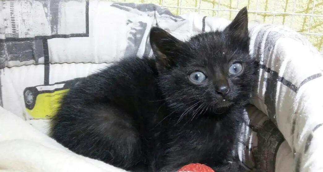 Gattino nel motore dell'auto Quattro ore per tirarlo fuori