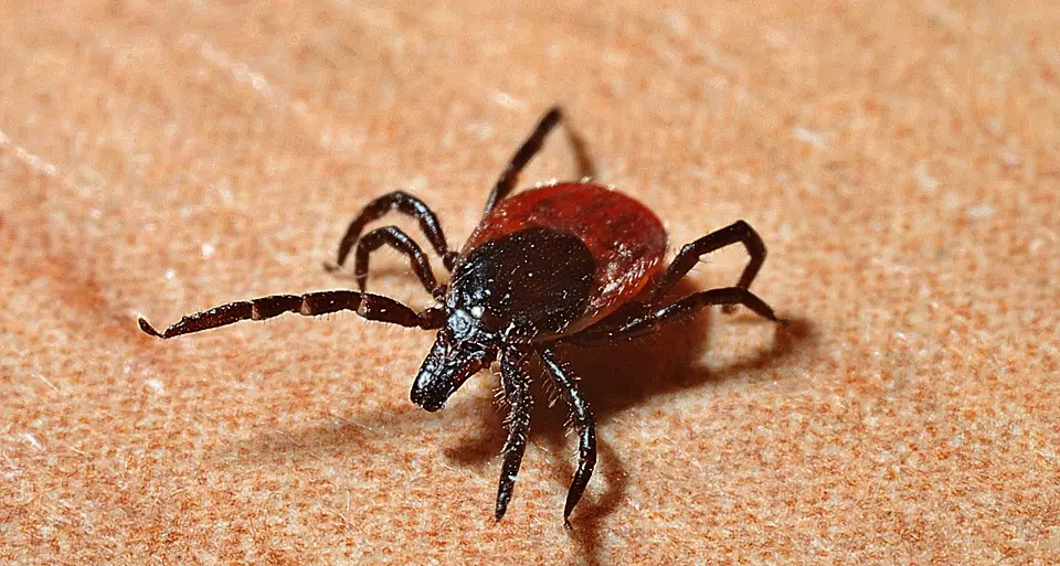 Encefalite da zecca, sette casi a Trento Due i ricoverati al Santa Chiara in questi giorni