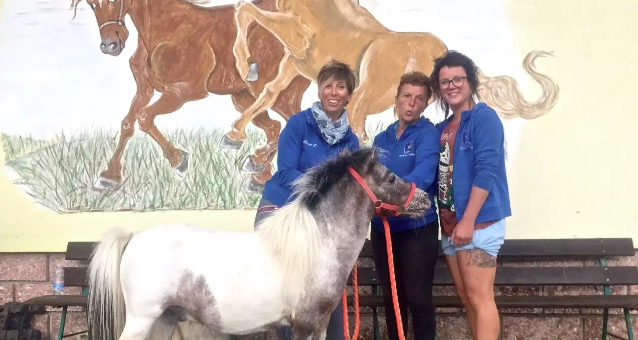 Era destinato al macello: il pony trova casa ad Andalo