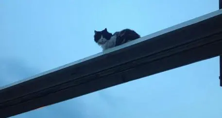 Aidaa, taglia di 3.000 euro per chi ha crocifisso il gatto a Cloz