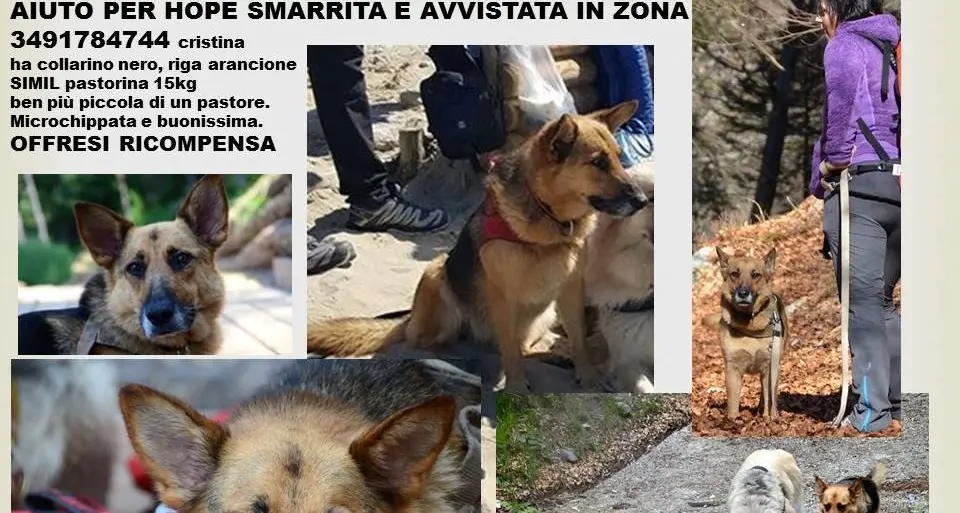 Animali, speranza per Hope Non è stata ancora trovata