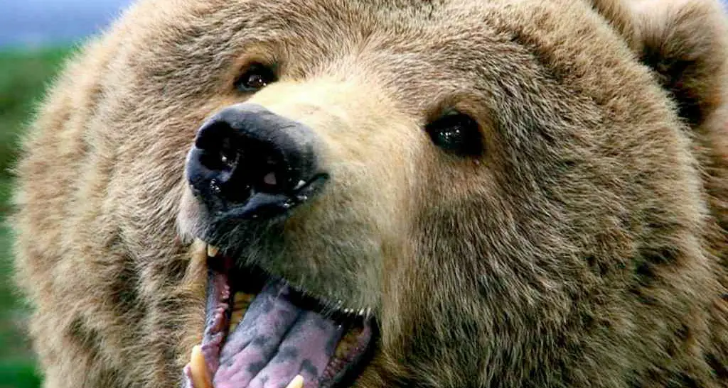 Aggressione dell'orso: i dubbi dello zoologo «L'Inserimento è stato superficiale» Lovari: «Un attacco è anomalo»