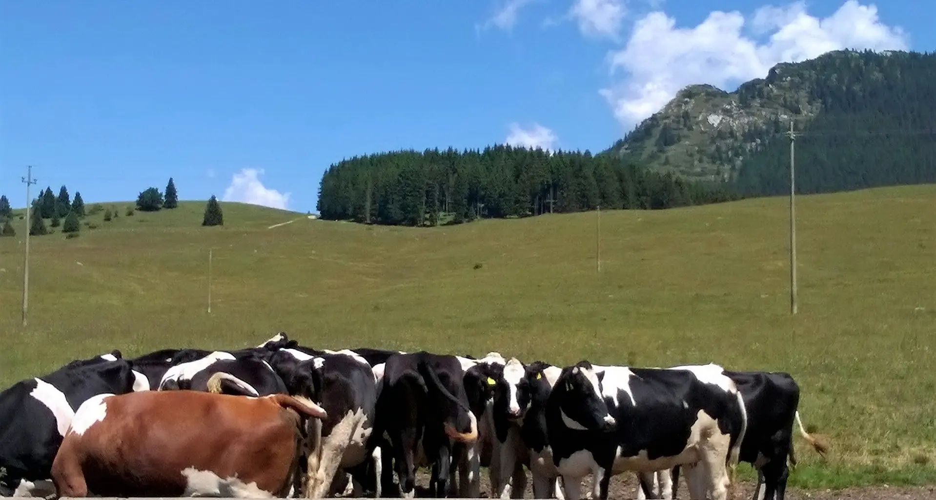 Altopiano di Vezzena fonte di reddito