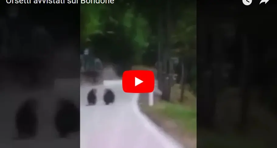 I due cuccioli dell'orsa KJ2 sul Bondone Gli avvistamenti dei cittadini: video