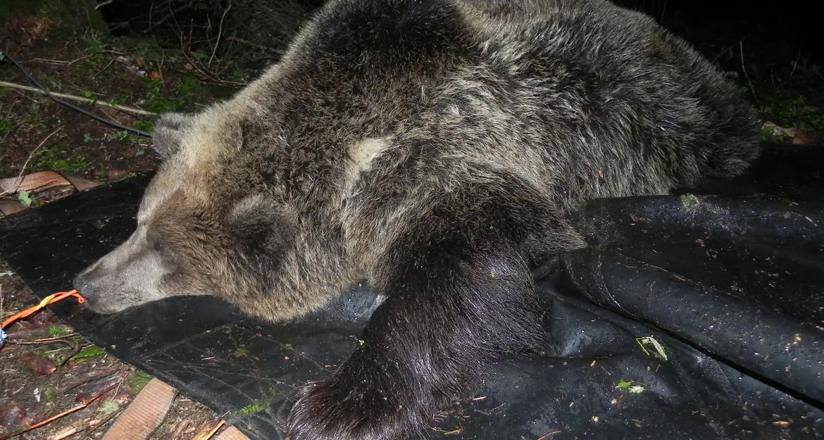 Orsa catturata in Val Genova Radio collare e liberazione