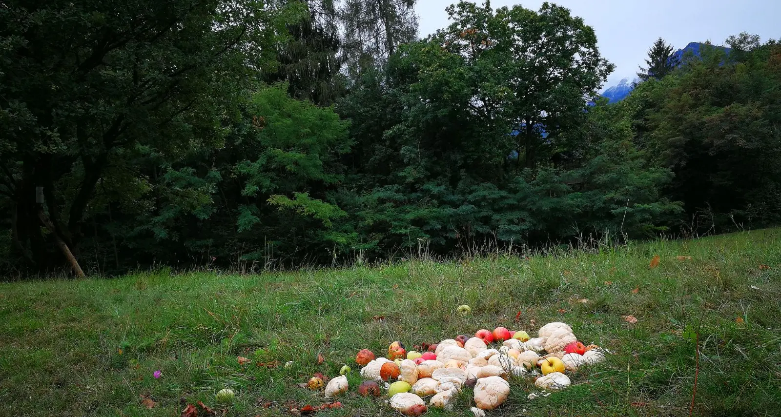 Caccia, cibo sparso per richiamare gli ungulati: nuove segnalazioni