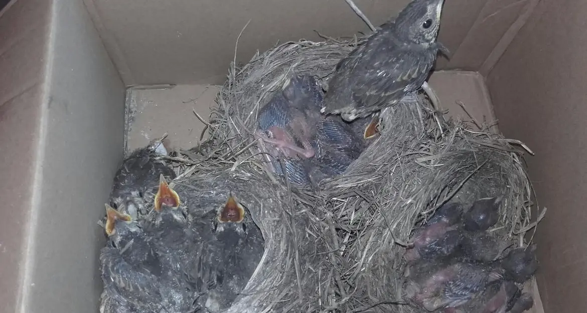 Trentino, vasta operazione anti-bracconaggio Smascherati venti predatori di nidi di uccelli