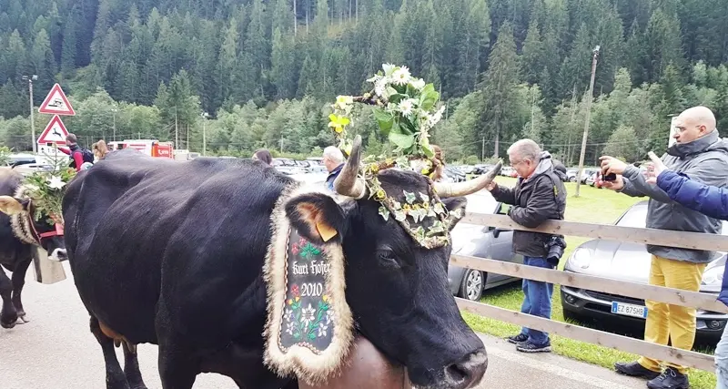 Festa del latte, successo bagnato