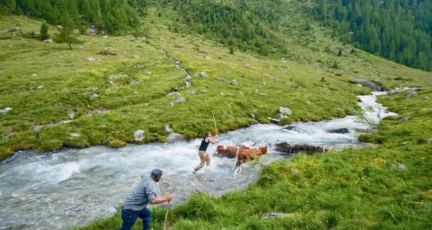 Quando sono pecore e mucche a migrare in Austria