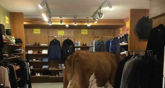 Madonna di Campiglio, le mucche scendono in paese e fanno shopping in un negozio del centro
