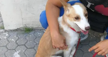 Cucciolo trovatello «adottato» in Questura