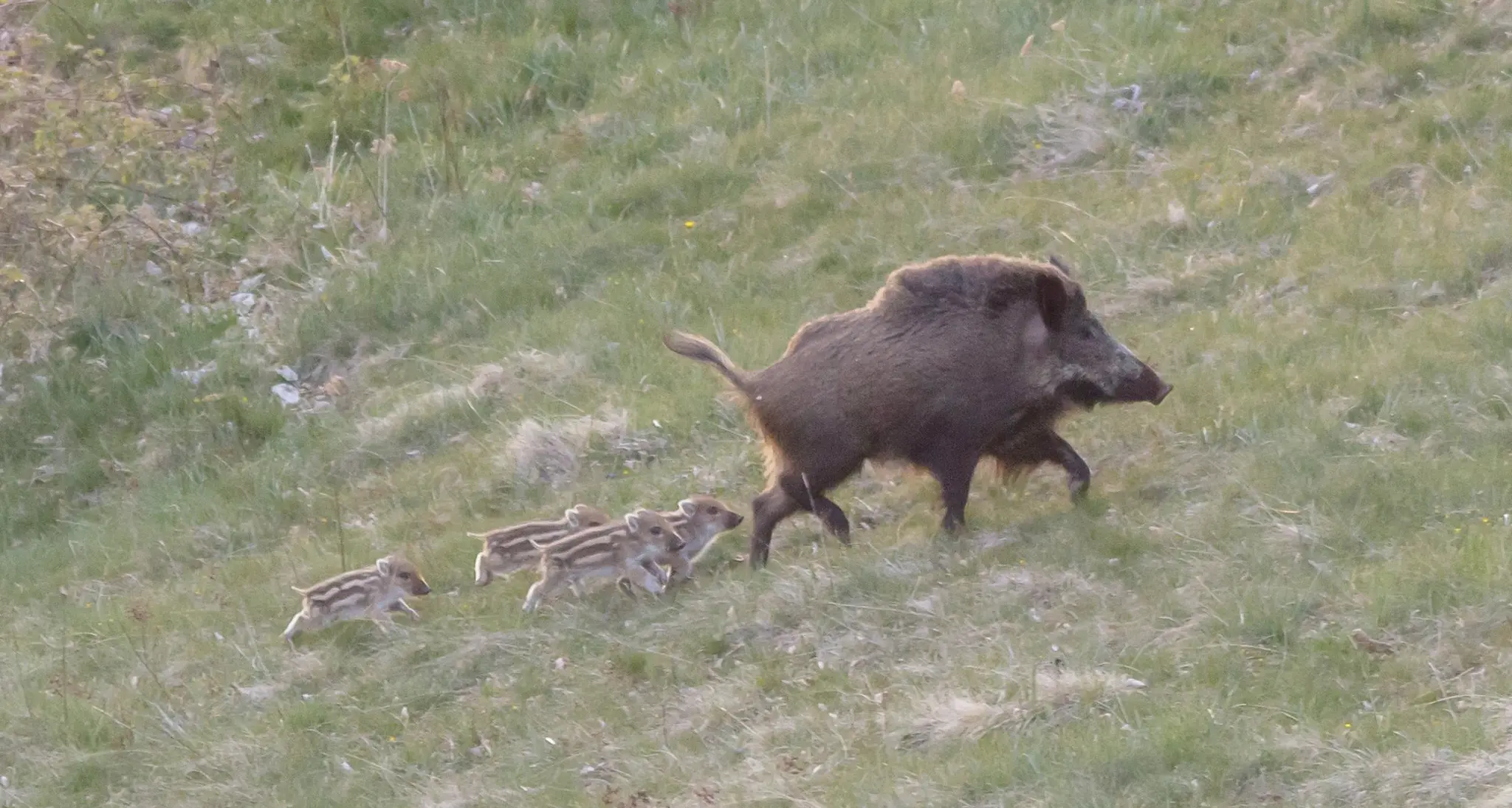 Monte Baldo, il Veneto apre la caccia al cinghiale