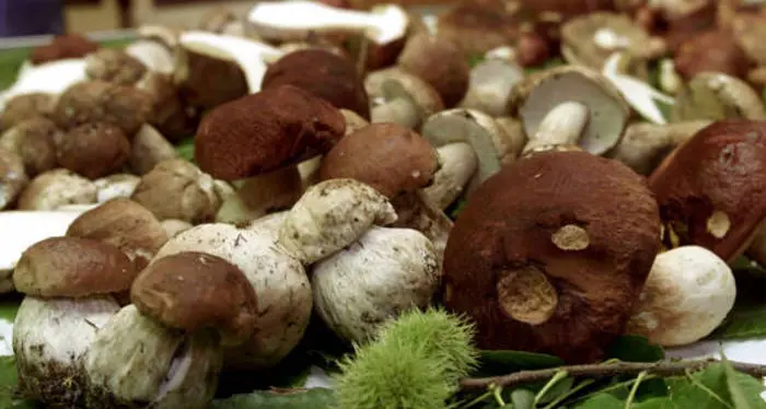 I \"trafficanti\" italiani di funghi sorpresi in Tirolo con 42 chili