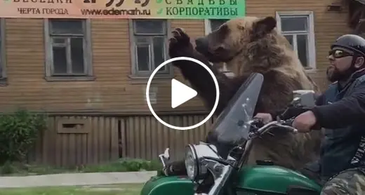 Orso, una donna inseguita a Lamar Metlicovec: «La Provincia sapeva» Animalisti: mail bombing e denunce Il professor Corti: «C'è lo spray di difesa»