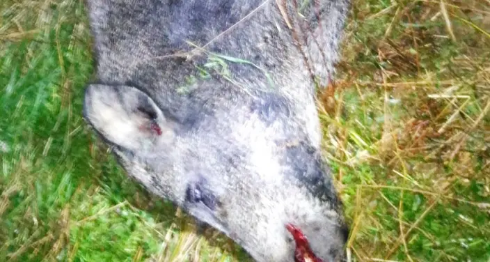 Abbattuto il cinghiale che minacciava i campi bio