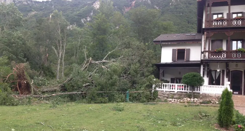 Maltempo, in Vallagarina ha fatto strage di alberi