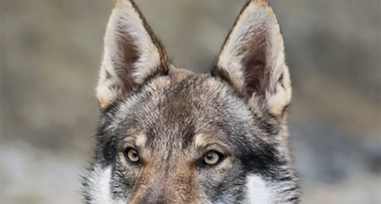 Lupi cecoslovacchi sequestrati Erano tenuti in una gabbia