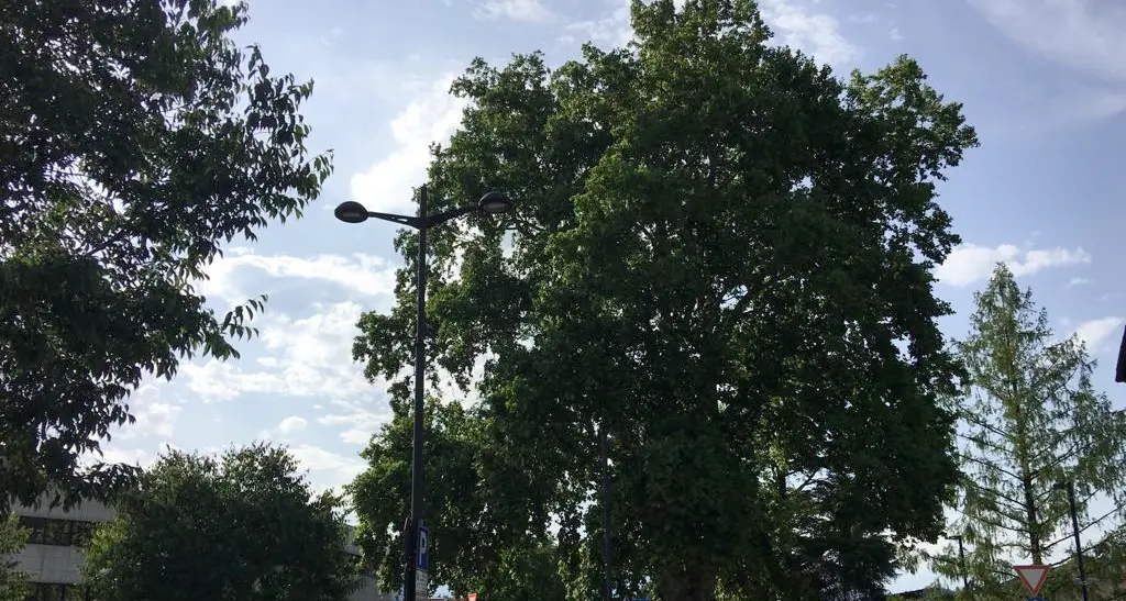 «Ferito» lo storico platano Adesso serve una perizia