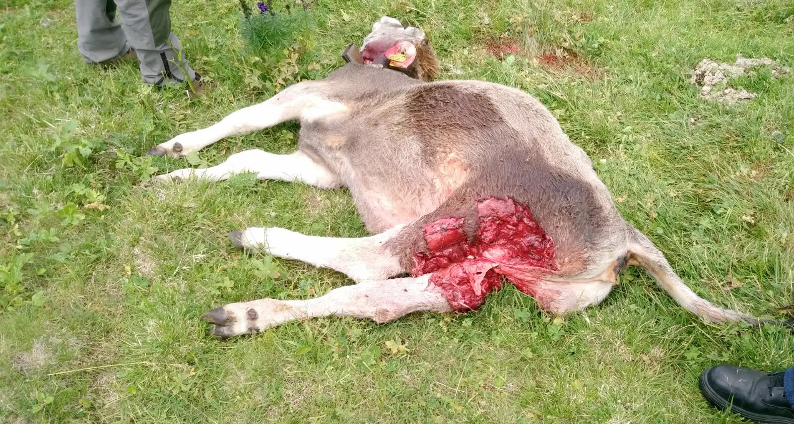 Attacco del lupo in Val Grepa Sbranata una vitella