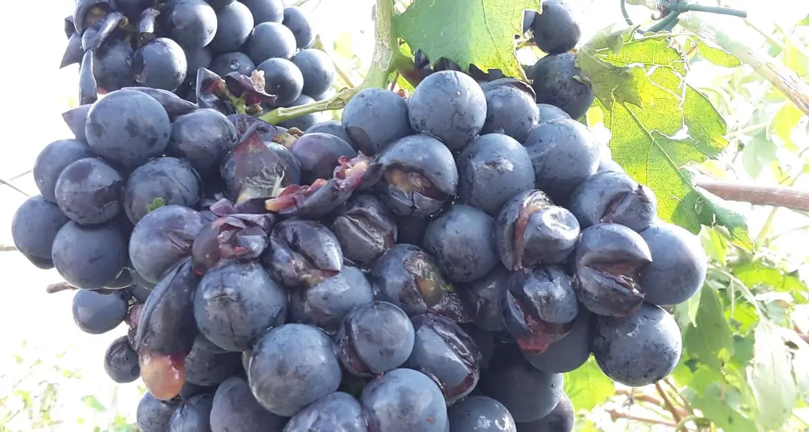 Agricoltura, vigne devastate Provincia: «Stato di calamità»