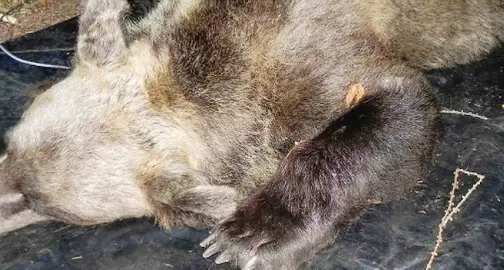 «Trentini fate vomitare». Offese e minacce Orsa ammazzata, sul web è «tiro a segno» Aperta un'indagine sull'operato della Provincia