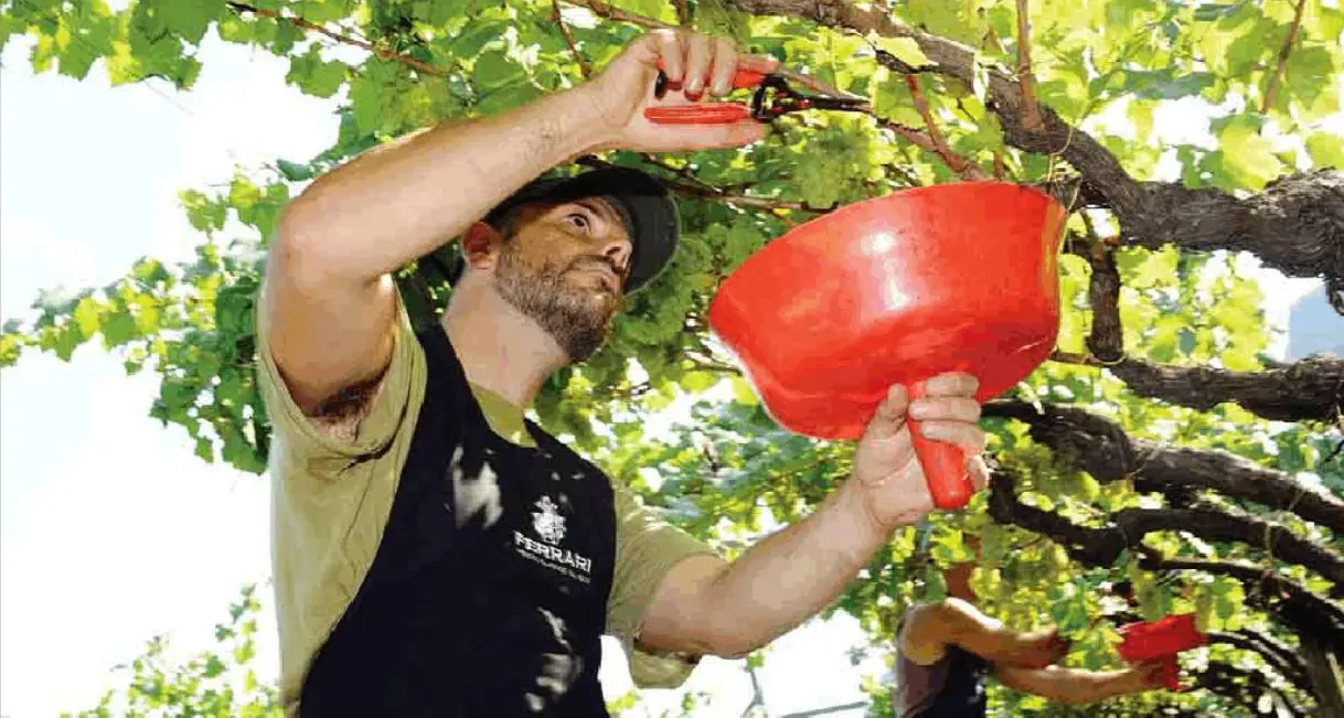 Vigneti trentini: meno volumi, ma c'è qualità