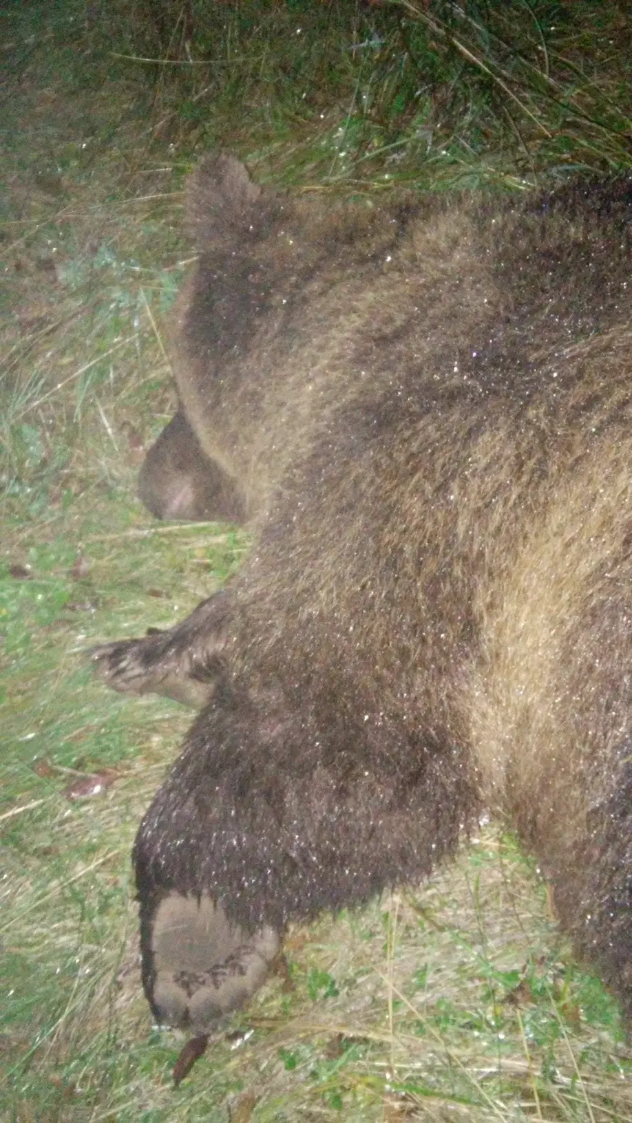 L'orsa KJ2 durante la fase di cattura da parte dei forestali del Trentino sulle pendici del Bondone nel 2015. KJ2 ?? un orsa in fuga,' ricercata' dal 2016 per aver aggredito un'altra persona nella stessa area. Solo i risultati dei campioni di pelo analizzati dalla Fondazione Edmund Mach di San Michele all'Adige, potranno dire se l'orso che ha aggredito l'uomo a Cadine sabato 22 luglio, ?? effettivamente l'esemplare KJ2 Trento 24 luglio 2017 ++NO SALES, EDITORIAL USE ONLY++