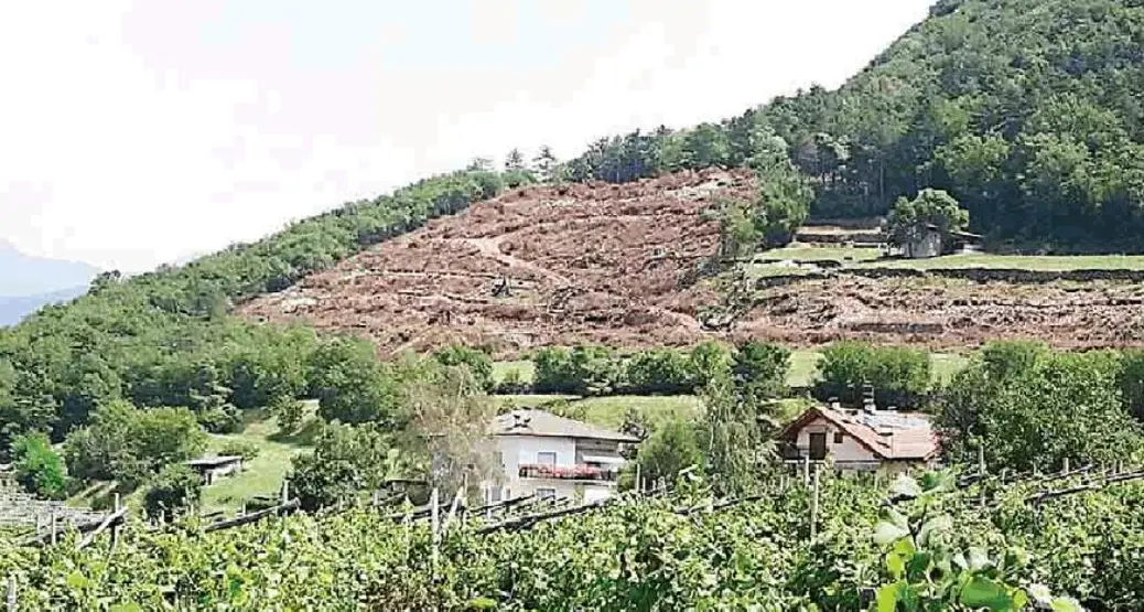 Disboscamento a Povo polemiche e molti dubbi