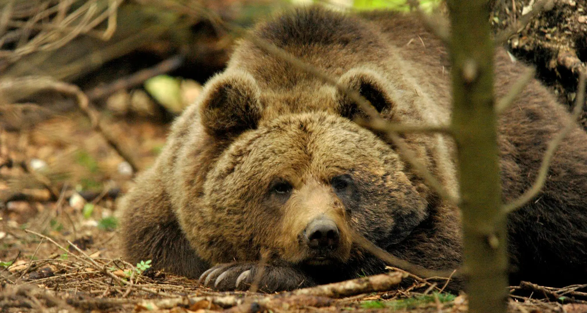 «Orsi aggressivi perché sloveni» La tesi di Zunino (Wilderness)