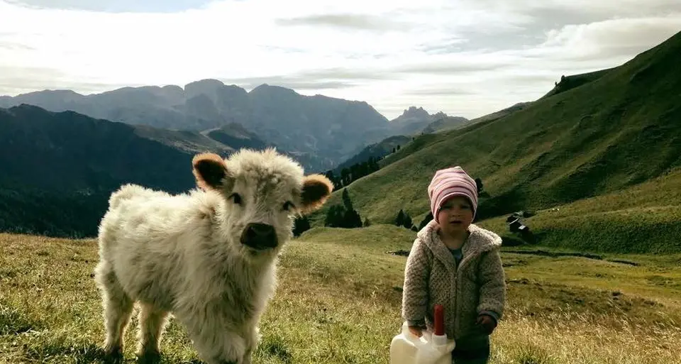 Il bimbo e il cucciolo «scozzese» #solobellecose sul Col Rodella